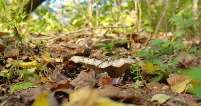 Close up shot of woodland funnel mushroom on ground in dry leaves and grass