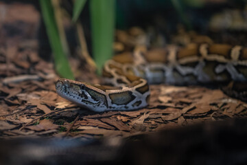 Burmese Python snake (Python bivittatus) - obrazy, fototapety, plakaty