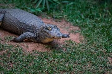 Spectacled Caiman (Caiman Crocodilus) - Alligator