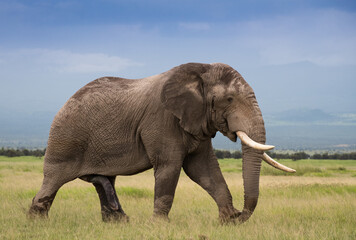 Naklejka na ściany i meble Wielkie słonie na afrykańskiej sawannie w Amboseli Kenia