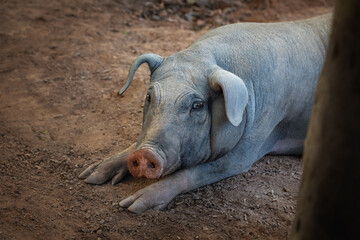 Domestic Pig (Sus scrofa domesticus)