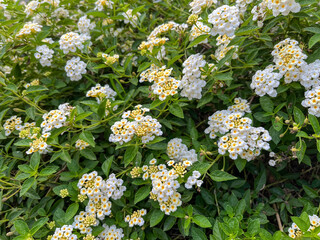 Yellow and white flower