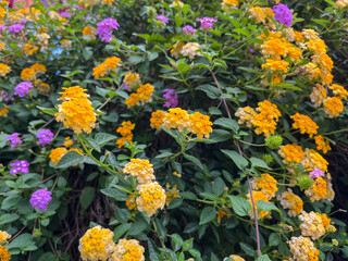 Yellow and purple flower 