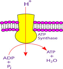 Mitochondrial ATP synthase complex.Vector illustration