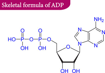 Structure of Adenosine monophosphate .Vector illustration.
