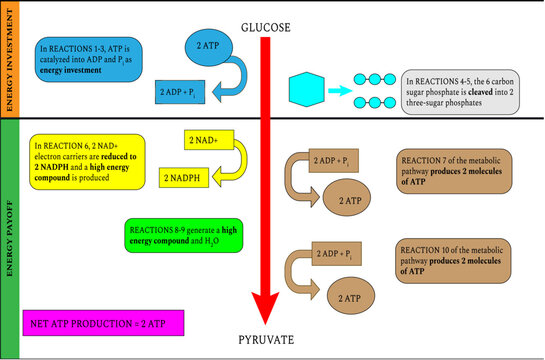 Summary of the reactions of the glycolysis pathway .Vector illustration

