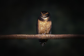 Tawny-browed Owl (Pulsatrix koeniswaldiana) bird