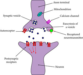 An axon terminal  is transmitting a signal to neuron.Vector illustration.