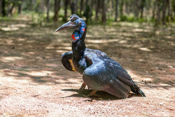 Naklejka premium Abyssinian Ground Hornbill (Bucorvus abyssinicus)