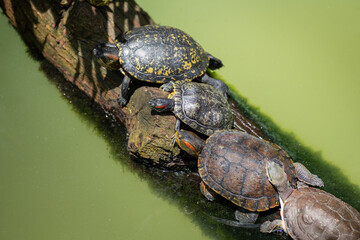 Obraz premium Red-eared Slider turtle (Trachemys scripta elegans)