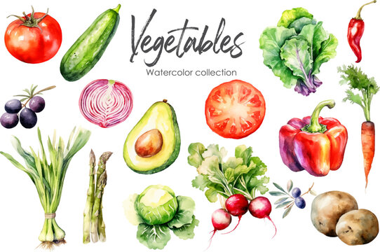 Watercolor vegetables collection. Hand drawn vector fresh food elements isolated on white background