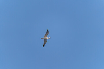 A seagull flies in blue sky