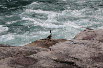 goose standing on rock riverbed next to rushing water