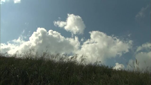 갈대가 바람에 세차게 흔들리고 하늘에는 뭉게 구름이 흐르는 미속 촬영 영상