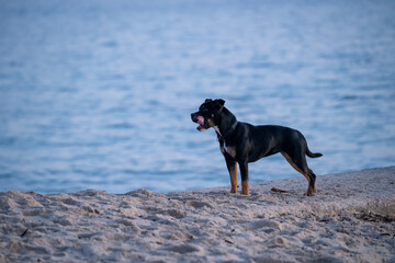 A Staffie dog runs on the beach