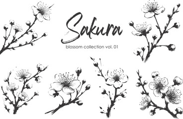 Fototapeta premium Cherry flower blossom collection. Spring almond, sakura, apple tree branch, hand draw doodle vector illustration. Cute black ink art, isolated on white background. Realistic floral bloom sketch.