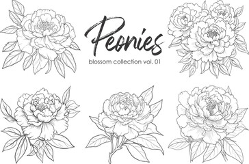 Peonies line art vector illustration set isolated on white. Flower black ink sketch. Modern minimalist hand drawn design. - obrazy, fototapety, plakaty