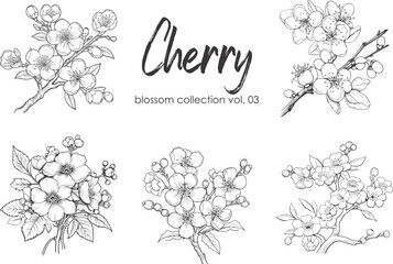 Cherry flower blossom collection. Spring almond, sakura, apple tree branch, hand draw doodle vector illustration. Cute black ink art, isolated on white background. Realistic floral bloom sketch.