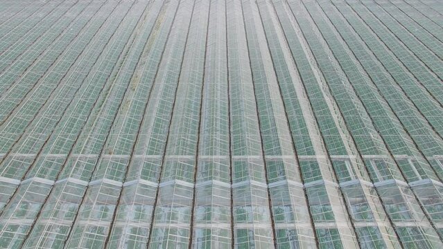 Glass roofs of Moskovsky gardens greenhouses. Aerial view