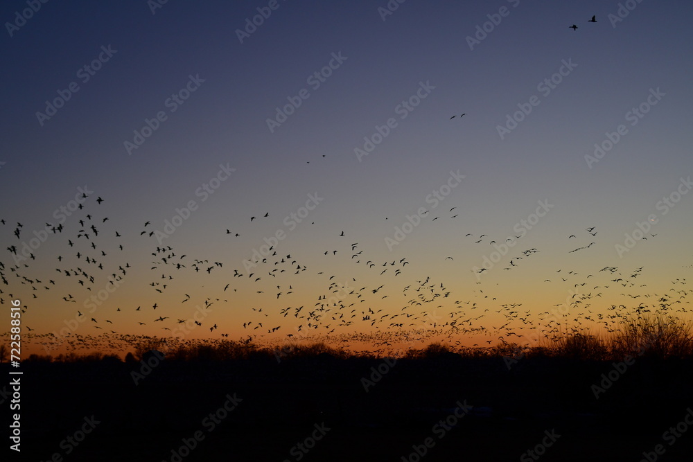 Poster flock of geese in a sunset sky