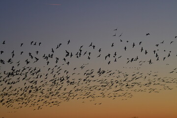 Flock of Geese in a Sunset Sky