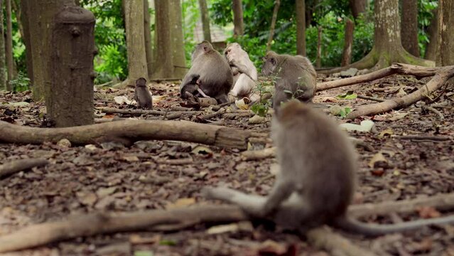 Monkey Family Resting In The Jungle