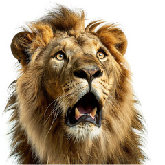驚いた雄ライオンの顔(正面,背景無し,白背景)
