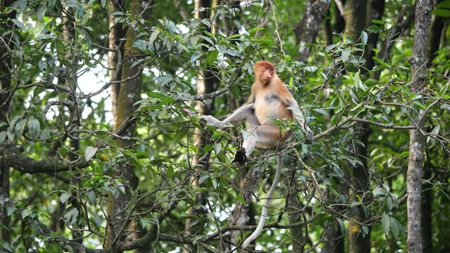 proboscis monkey (Nasalis larvatus) is sitting on a tree. Proboscis monkeys are endemic to the island of Borneo, which are scattered in mangroves, swamps and coastal forests.