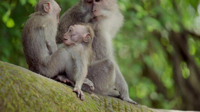 Monkey Mother With Playful Infants