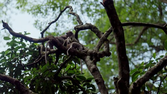 Monkeys Playing On Tree Branch