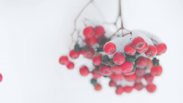 Viburnum In Snow. Rowan-Berry In Snow On White Background. Wonderful Winter.