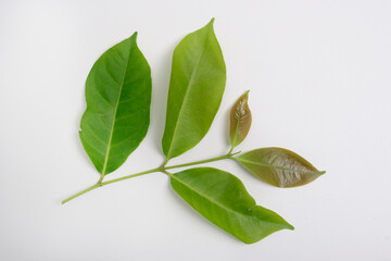 Bay leaf, Syzygium polyanthum, is the name of the tree that produces spice leaves used in Indonesian cooking