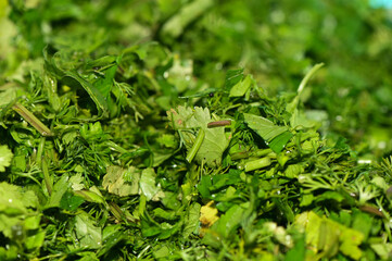 chopped cilantro for salad in the kitchen 1