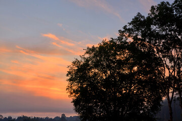 Silhouette of Dramatic sky during sunrise in forest