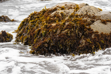 rocks covered by seaweed