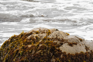 rock with seaweed