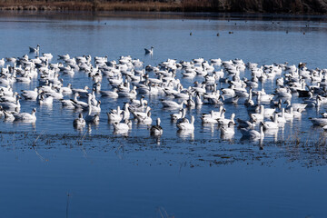 Flock of Snow Geese in a pond at Bosque del Apache wildlife preserve