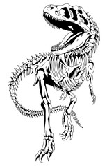 Black and white dinosaur skeleton with big teeth. Tyrannosaurus rex bones. Anatomy of a large carnivorous dinosaur. Jurassic period. An extinct prehistoric animal. A predator.