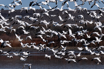 Flock of Snow Geese flying over a pond at Bosque del Apache wildlife preserve