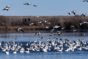 Flock of Snow Geese landing onto a pond at Bosque del Apache wildlife preserve
