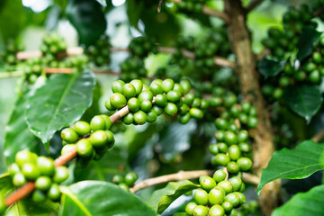 Red coffee beans field in the coffee farm picking with fresh red coffee beans, Robusta, Arabica...