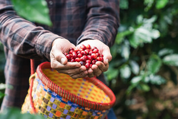 Asian male coffee farmer showing coffee berries in many high-quality coffee-producing and showing...