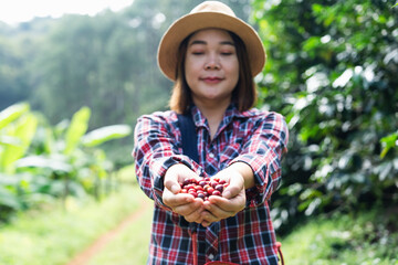 Young asian woman coffee farmer is harvesting coffee berries in many high-quality coffee-producing by agriculturists hands, red berry branch in farm, harvesting in mountain.