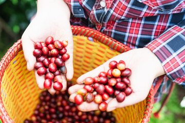 Young asian woman coffee farmer showing coffee berries in many high-quality coffee-producing and...