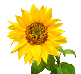 Naklejka premium Sunflower head isolated on white background. Sun symbol. Flowers yellow, agriculture. Seeds and oil