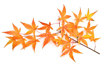 Collection autumn japanese maple leaf isolated on white background. Flat lay, top view
