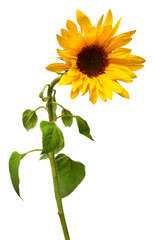 Sunflower isolated on white background. Sun symbol. Flowers yellow, agriculture. Seeds and oil