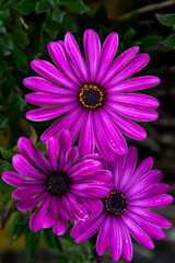 Fototapeta premium pink and purple flowers