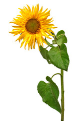 Obraz premium Sunflower isolated on white background. Sun symbol. Flowers yellow, agriculture. Seeds and oil