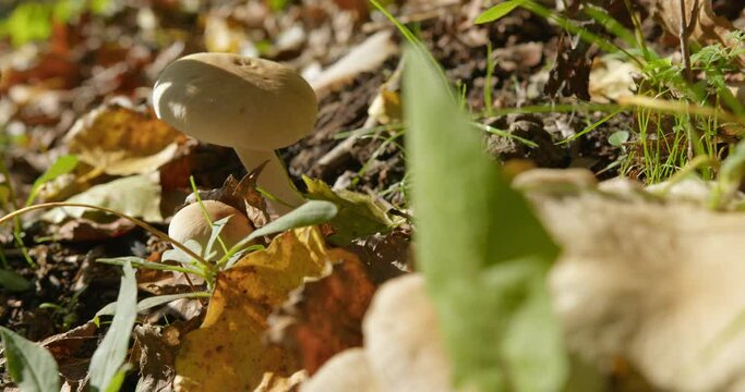 Close up footage of small round beige mushrooms on a ground in woods
